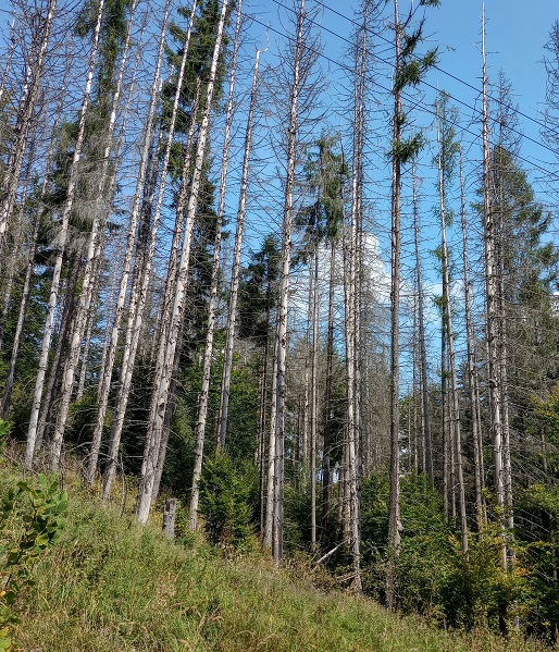 smutný pohľad na  kysucké lesy