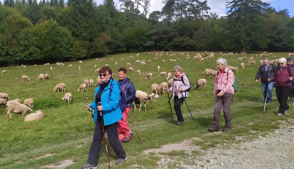 ovečky naše kamarátky