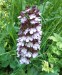 slovenská orchidea
